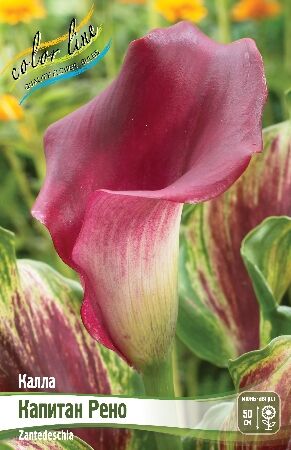 КАЛЛА КАПИТАН РЕНО