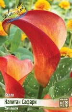 Zantedeschia Captain Safari