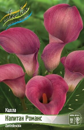 КАЛЛА КАПТЕЙН РОМАНС