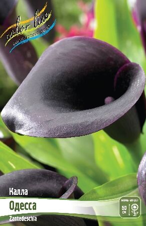 КАЛЛА ОДЕССА