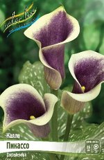 Zantedeschia Picasso