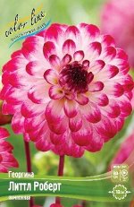Dahlia Little Robert