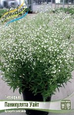 ПАНИКУЛЯТА УАЙТ ГИПСОФИЛА