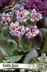 Бадан (Bergenia) Бейби Долл