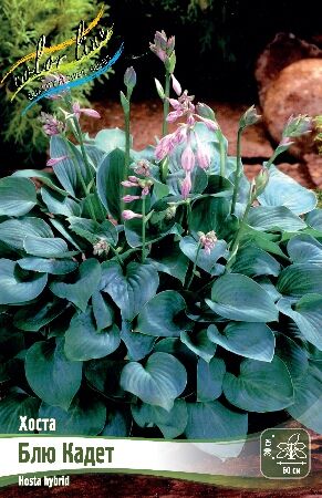 Огромный выбор хост и другие многолетники