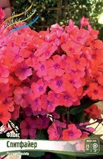 Флокс Спитфайер