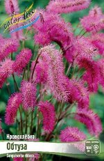 Кровохлёбка (Sanguisorba) Обтуза (obtusa)