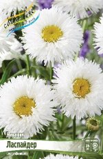 Нивяник (Leucanthemum) Ласпайдер