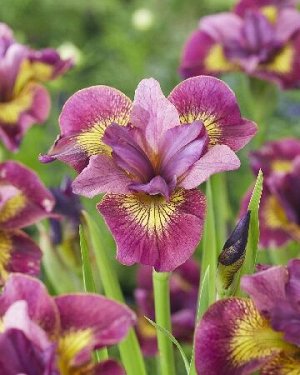 Ирис Sibirica Ruby Gold