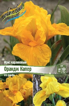 Ирис карликовый ОРАНДЖ КАПЕР