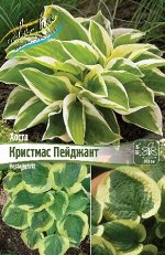 КРИСТМАС ПЕЙДЖАНТ