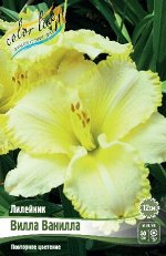 Лилейник Вилла Ванилла 1шт (Колорлайн)