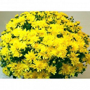 116 Bransound yellow
