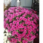 Skyfall Ypink