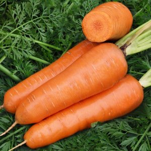 Морковь Редкор 1 гр.