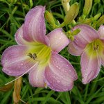 Лилейник гибридный Катерина Вудбери            *