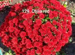 129 Otilia red