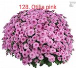 128 Otilia pink
