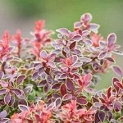 Декоративные кустарники НОВОСТИ 22.05. Декоративноцветущие луковицы ...