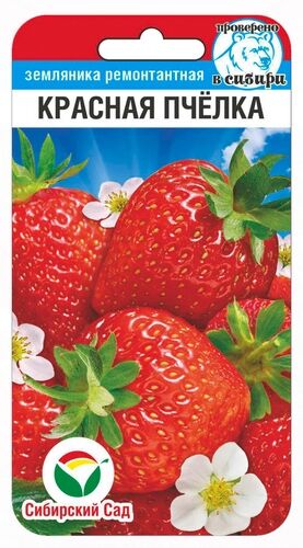 Клубника Красная пчелка (Код: 91372)