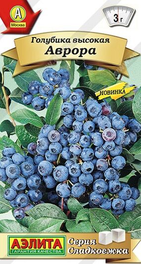 Голубика Аврора (Код: 90905)