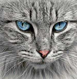 Кошки Сибирская голубая Наволочка 45х45 см 03507