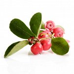 Эфирное масло ГАУЛЬТЕРИЯ, Gaultheria procumbens  5 мл.
