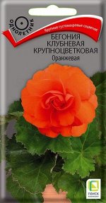 Бегония Оранжевая клубневая (Код: 83104)