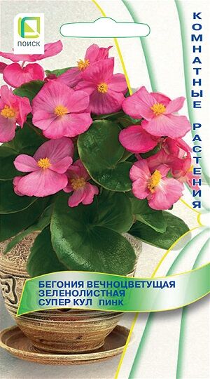 Бегония Супер Кул Пинк (Код: 91157)