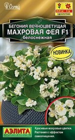 Бегония Фея белоснежная махр. F1 (Код: 90987)