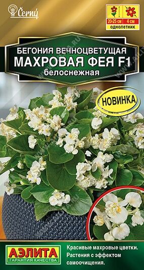 Бегония Фея белоснежная махр. F1 (Код: 90987)