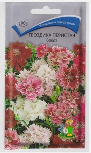 Гвоздика Перистая Соната (Код: 146)