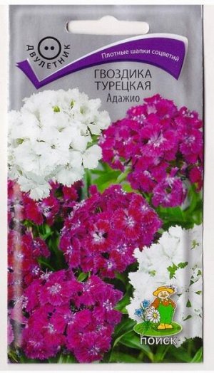 Гвоздика Турецкая Адажио (Код: 78048)