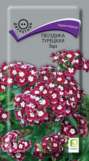 Гвоздика Турецкая Лара (Код: 91170)