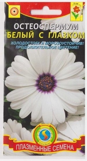 Остеоспермум Белый с глазком (Код: 76033)