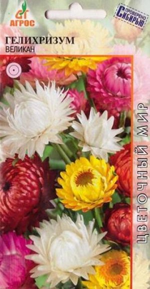 Гелихризум Великан (Код: 7579)