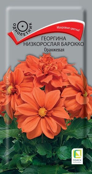 Георгина Барокко Оранжевая (Код: 91177)