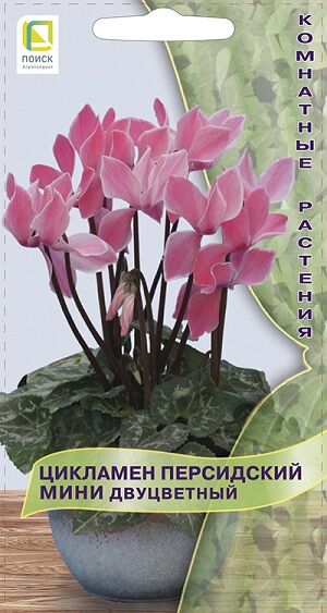 Цикламен Мини Двуцветный персидский (Код: 91193)