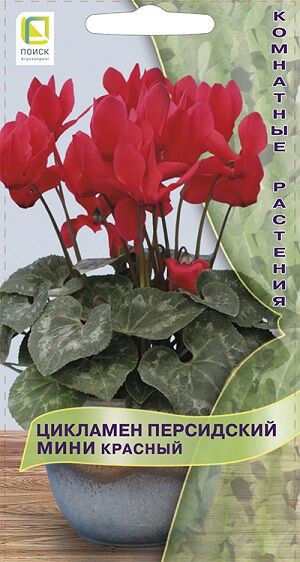 Цикламен Мини Красный персидский (Код: 91194)