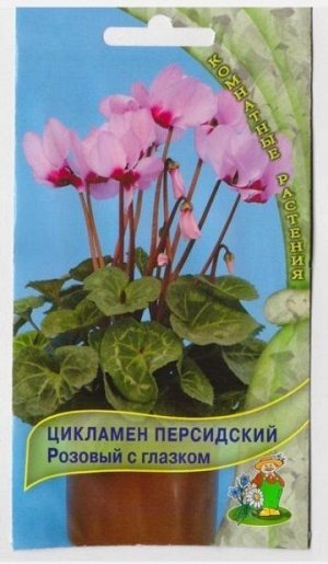 Цикламен Персидский Розовый с глазком (Код: 65882)