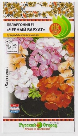 Пеларгония Черный бархат F1 (Код: 7059)