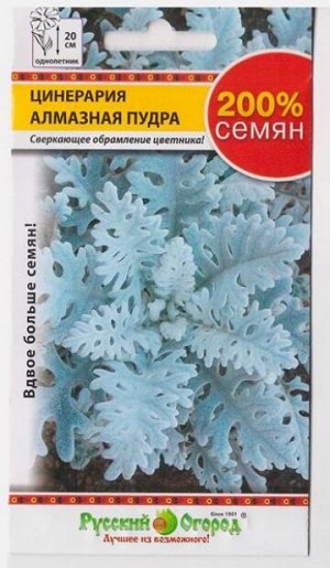Цинерария Алмазная Пудра (Код: 638)