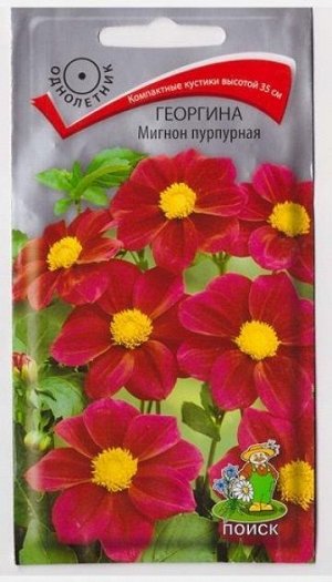 Георгина Мигнон Пурпурная (Код: 67677)