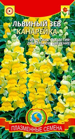 Львиный зев Канарейка (Код: 91091)