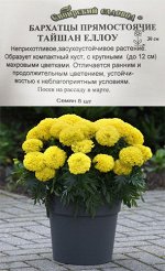 Бархатцы Тайшаны Еллоу ч/б (Код: 91404)
