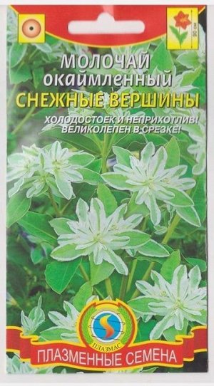 Молочай окаймленный Снежные вершины (Код: 76016)
