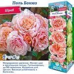 Роза Поль Бокюз (Парковая) 1шт (Сиб сад)