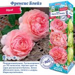 Роза Френсис Блейз (Шраб) 2 разбор 1шт (Сиб сад)