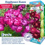 Роза Кардинал Хьюм (Парковая) 1шт (Сиб сад)