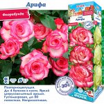 Роза Арифа (Флорибунда) 1шт (Сиб сад)